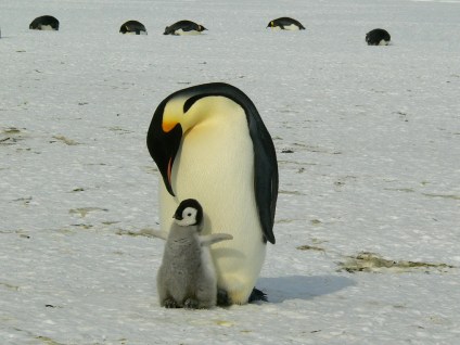 penguins-parenting